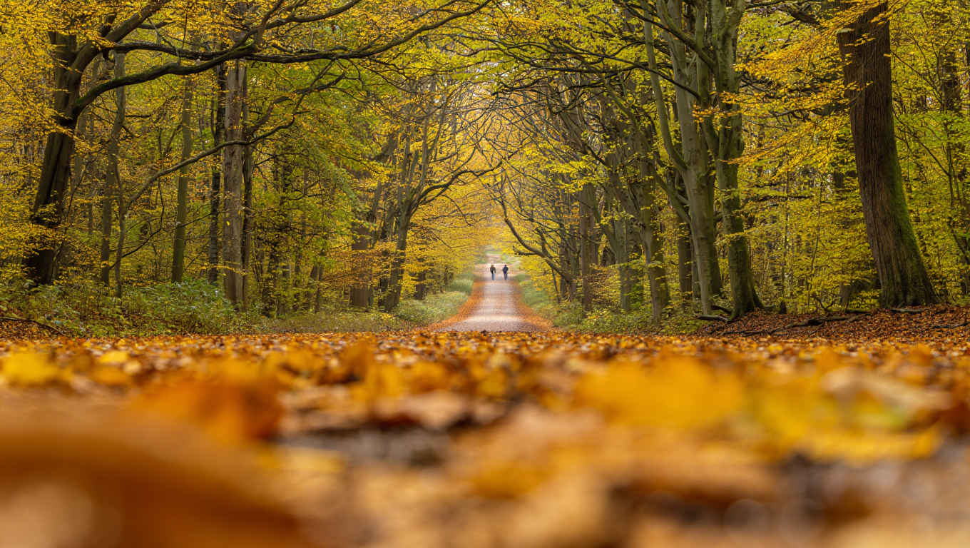 Stiller Waldpfad in Deutschland — Einladung zur Entdeckung
