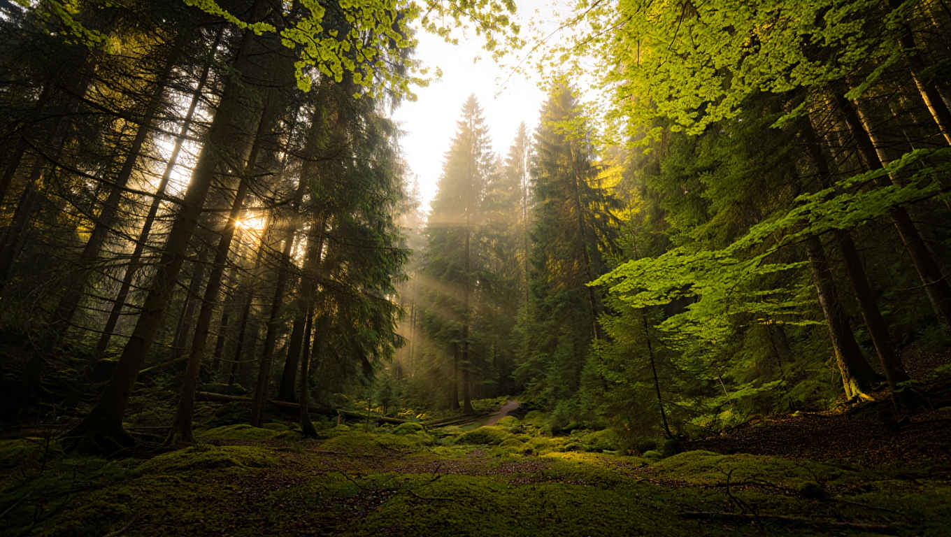 Morgendlicher Deutschlands Schwarzwald — dichte Fichten, Nebel und goldenes Licht