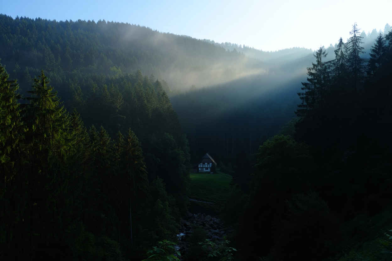 Mystischer Schwarzwald — dichte Fichten und Morgenlicht